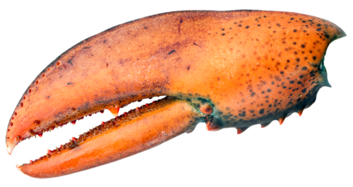 homar_5.png