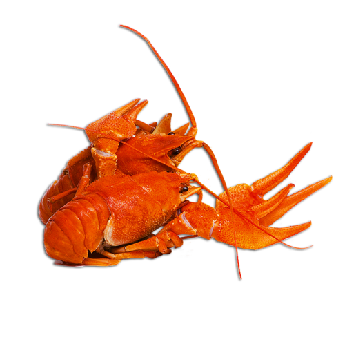 homar_53.png