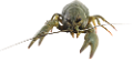 homar_10