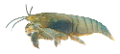 homar_11