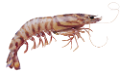 homar_13