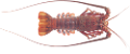 homar_21