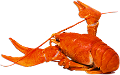 homar_28
