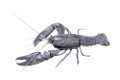 homar_3