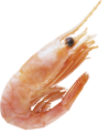 homar_31