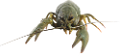 homar_43