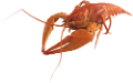 homar_44