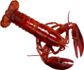homar_47