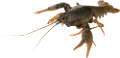 homar_48