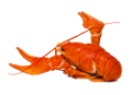 homar_51