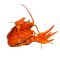 homar_53