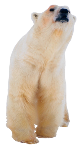 jegesmedve_128.png