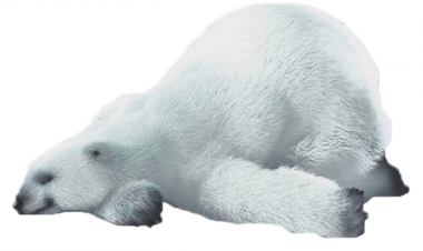 jegesmedve_172.png