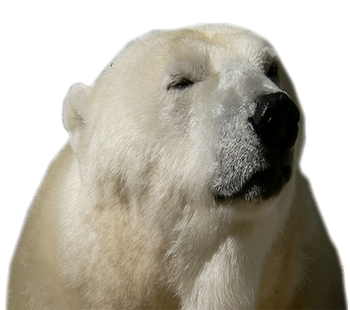jegesmedve_188.png