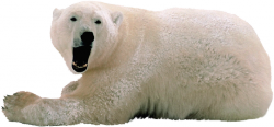 jegesmedve_20.png