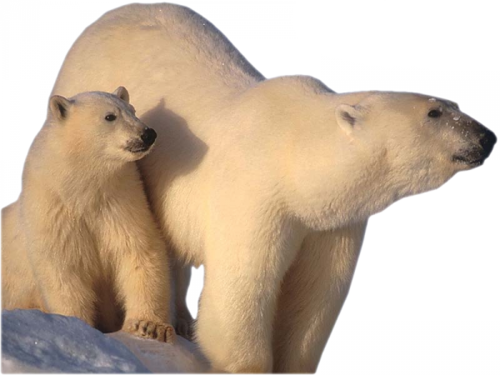 jegesmedve_204.png