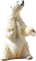 jegesmedve_11