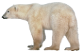 jegesmedve_123
