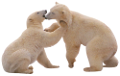 jegesmedve_124