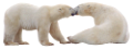 jegesmedve_126