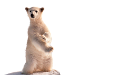 jegesmedve_13