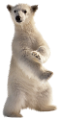 jegesmedve_135