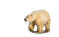 jegesmedve_16