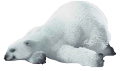 jegesmedve_172