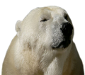 jegesmedve_188