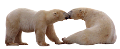 jegesmedve_193