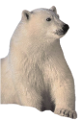 jegesmedve_206