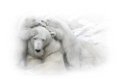 jegesmedve_28