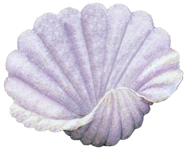 kagylo_13.png