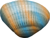 kagylo_24.png