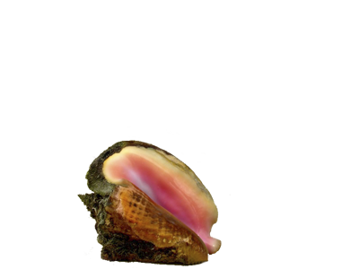 kagylo_27.png