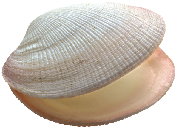 kagylo_3.png