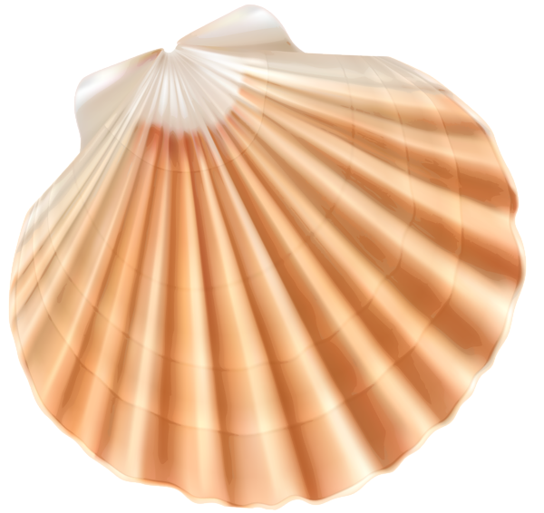 kagylo_4.png