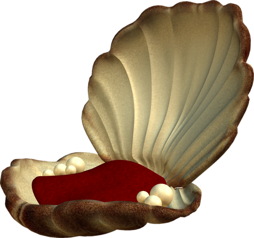 kagylo_46.png