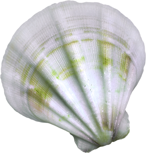 kagylo_47.png