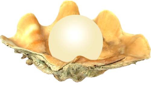 kagylo_51.png