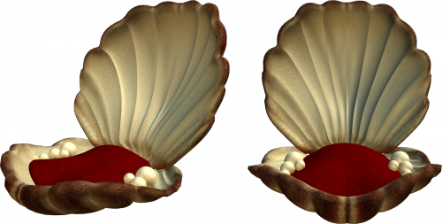 kagylo_53.png