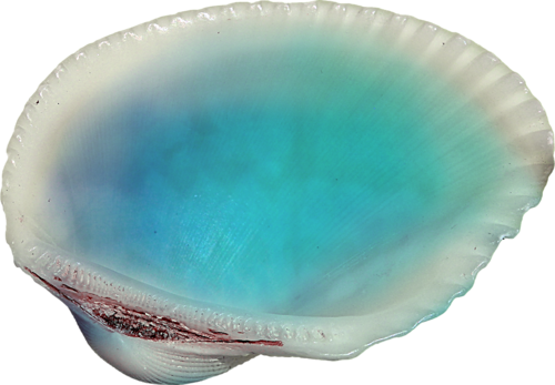 kagylo_60.png