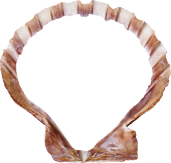kagylo_7.png