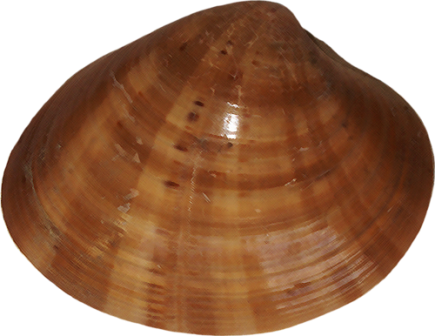 kagylo_9.png