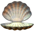 kagylo_12