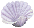 kagylo_13