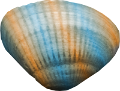 kagylo_24