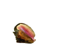 kagylo_27