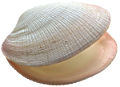kagylo_3