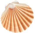 kagylo_4